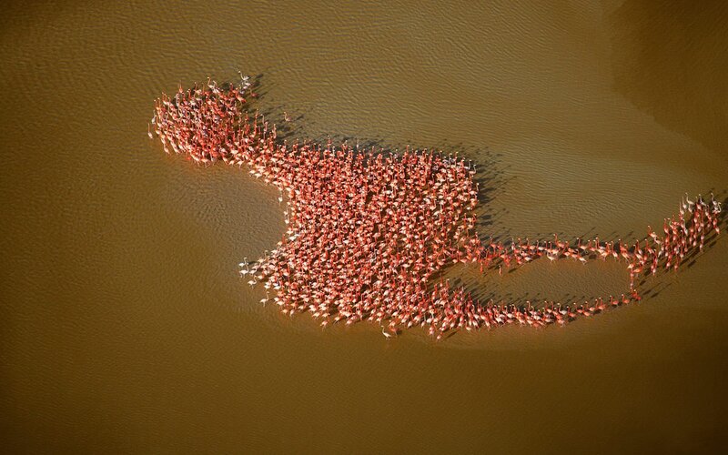 Flock of flamingos in water