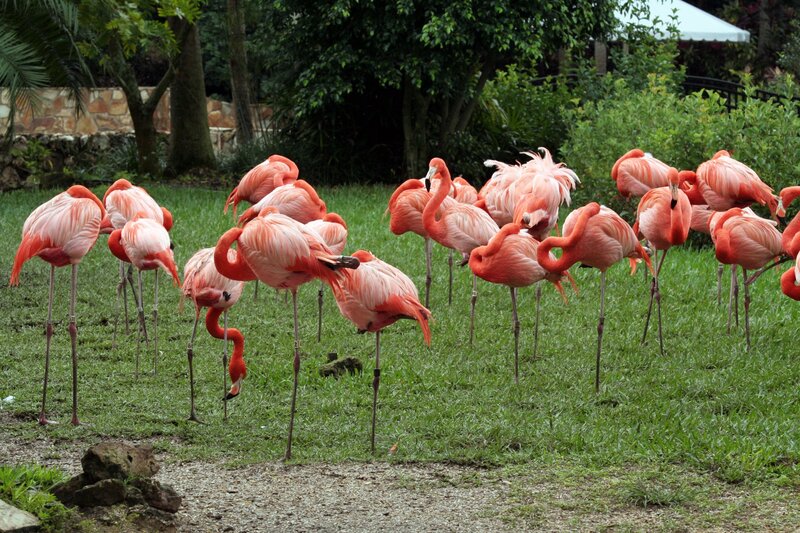 Flock of flamingos on grass