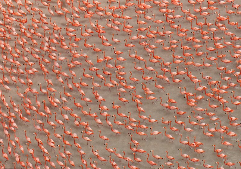 Flock of Flamingos — Pink, Calm