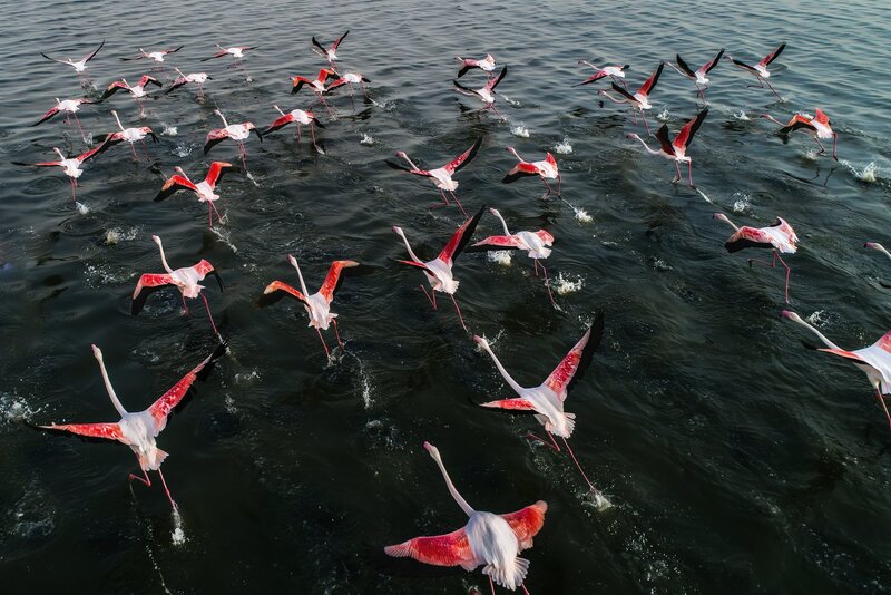 Flock of Flamingos — Pink, Dynamic