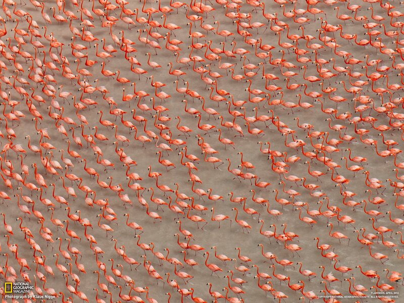 Flock of Flamingos — Pink, Serene, Photograph