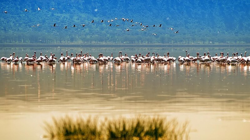 Flock of Flamingos — Pink