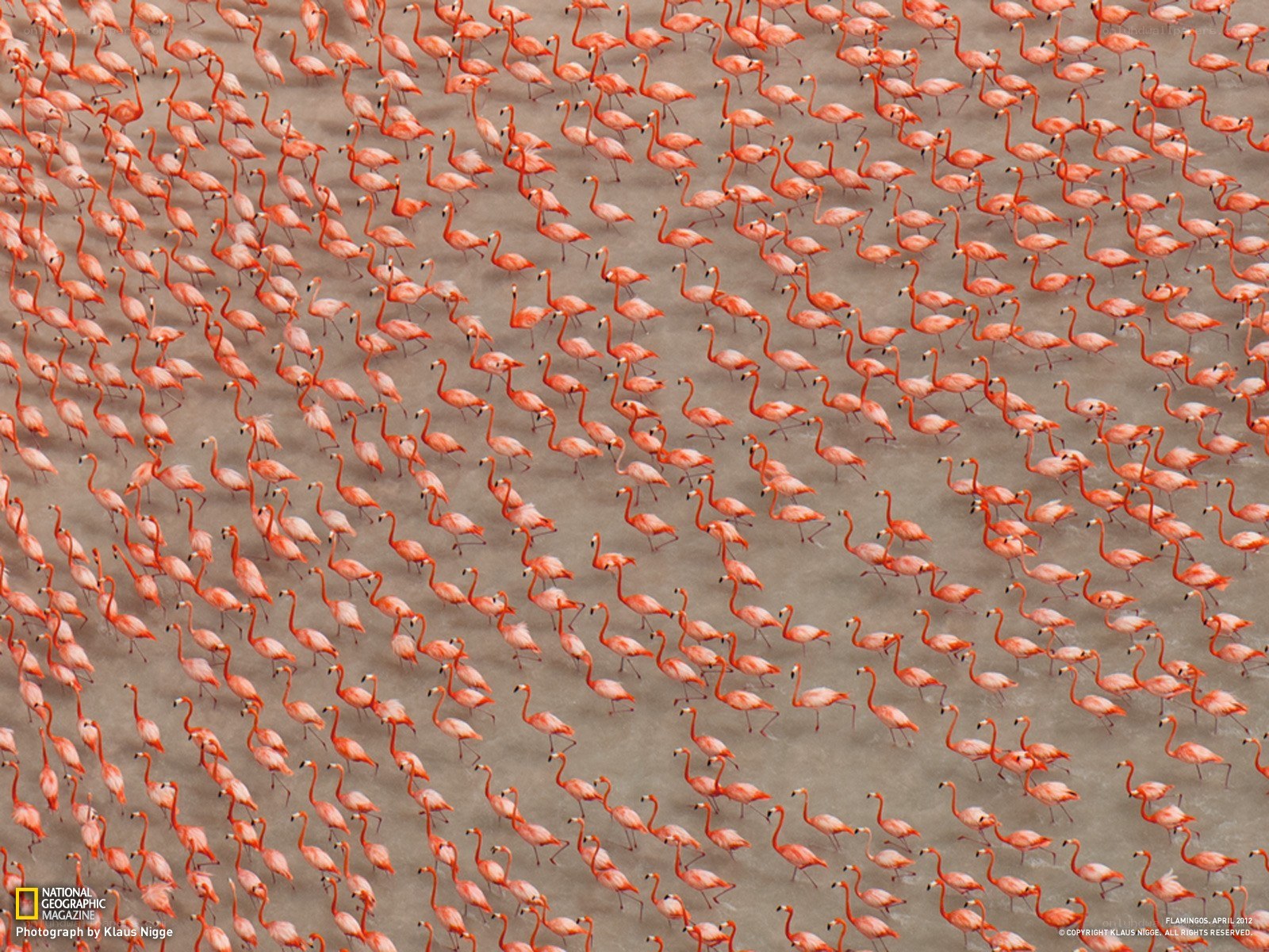 Flock of flamingos