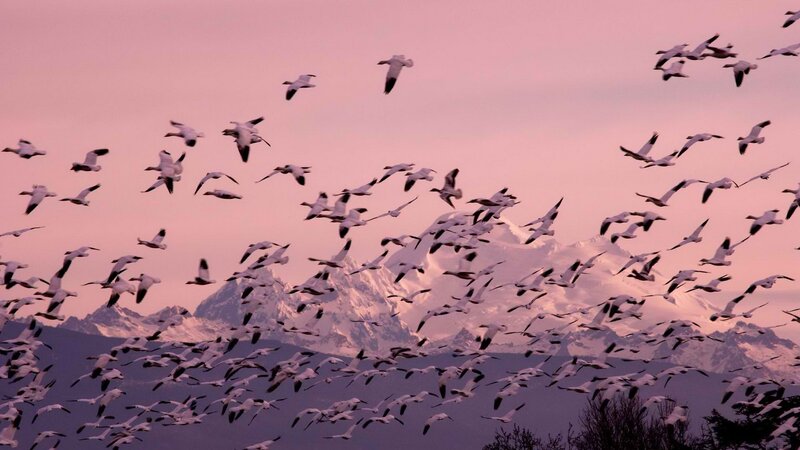 flock of geese at sunset
