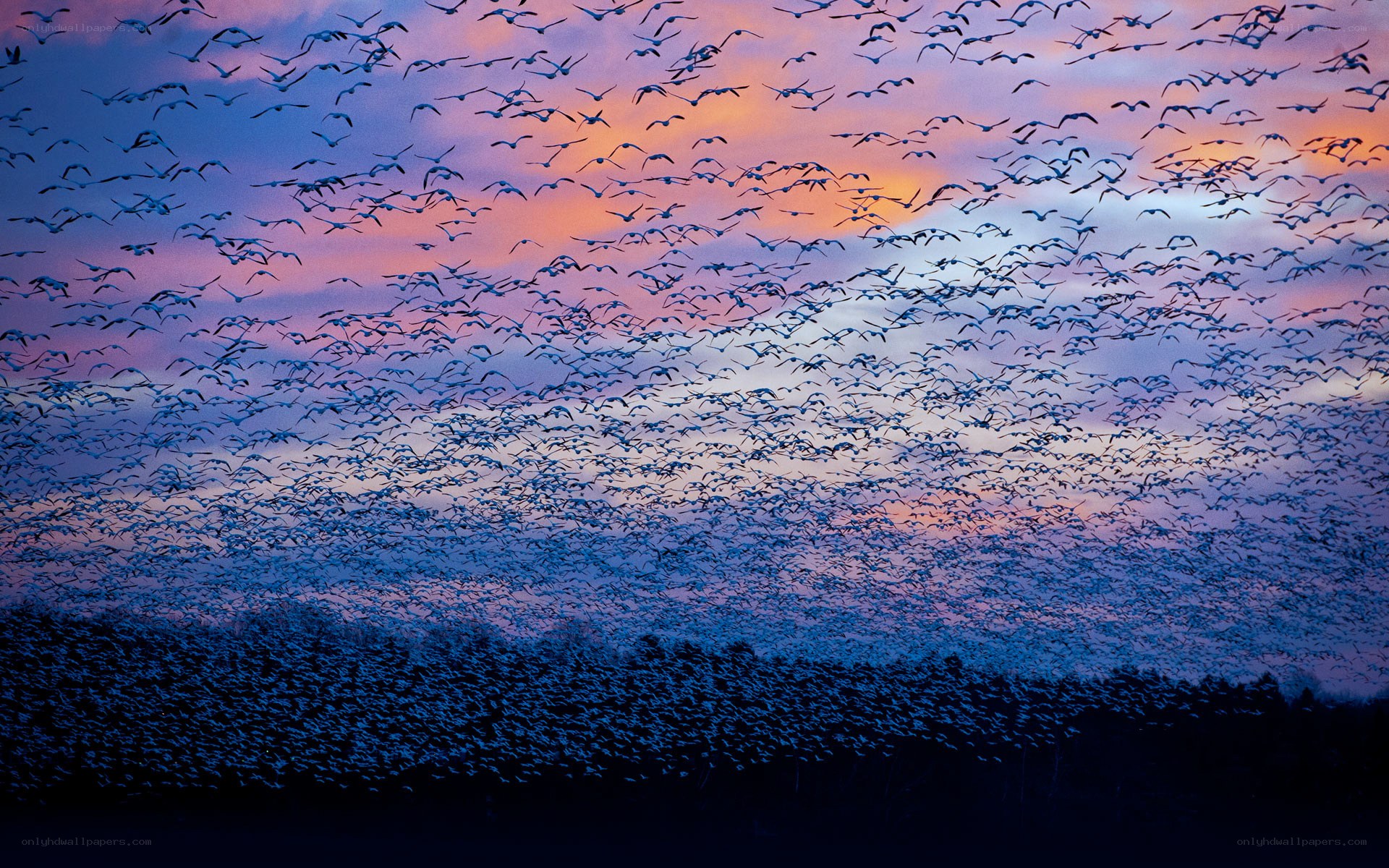 Flock of geese at sunset