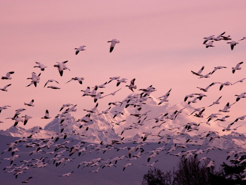 Flock of geese flying over mountains