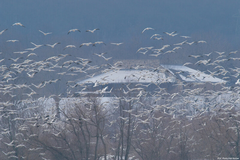 Flock of geese in flight