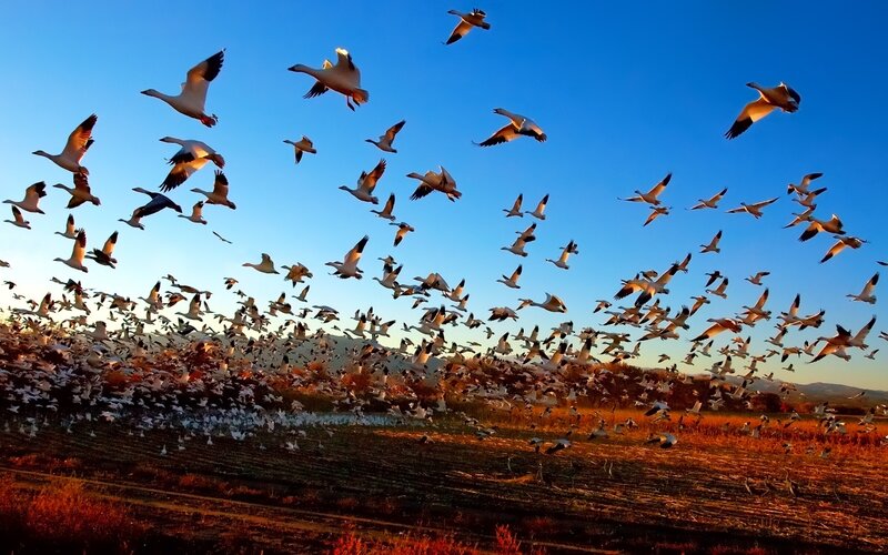 flock of geese in flight
