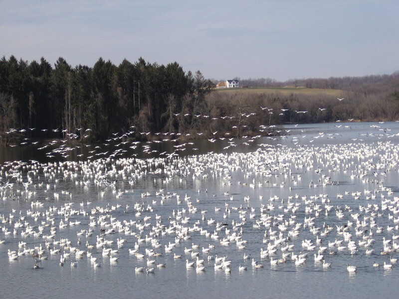 Flock of geese on a lake