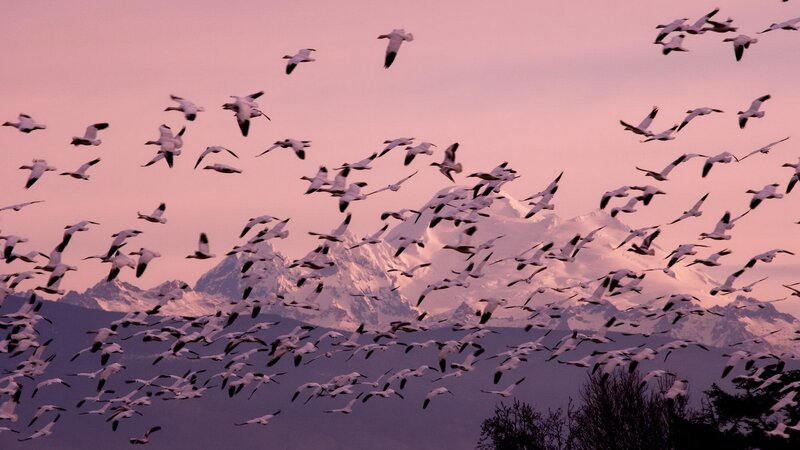 Flock of geese over mountains