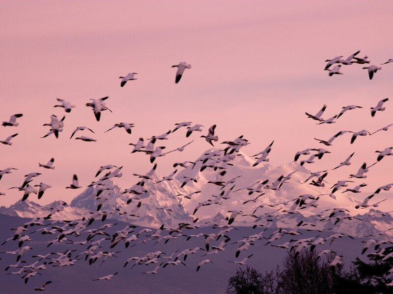 Flock of geese over mountains