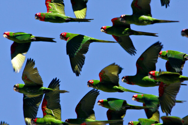 flock of green parrots in flight