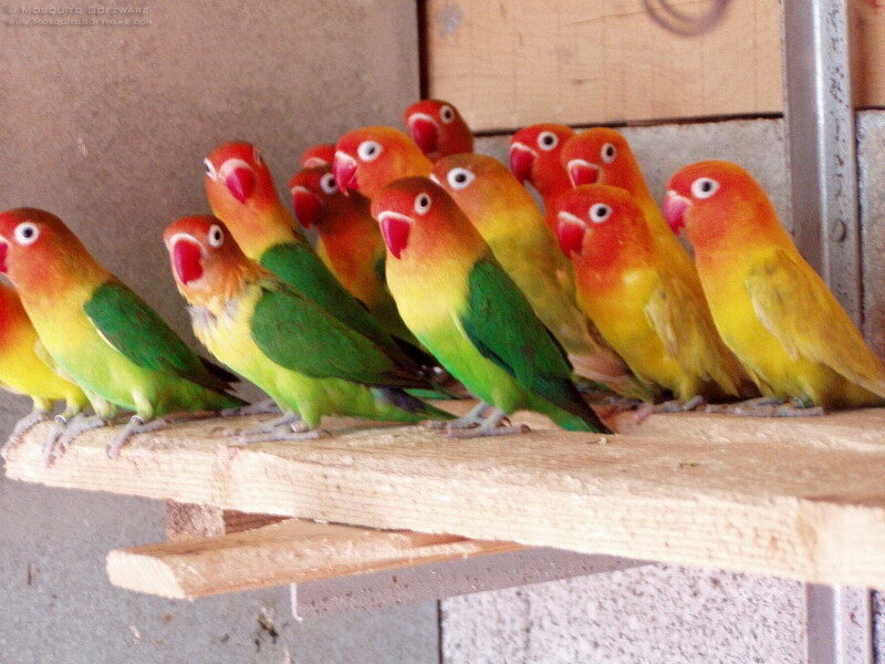 Flock of Lovebirds