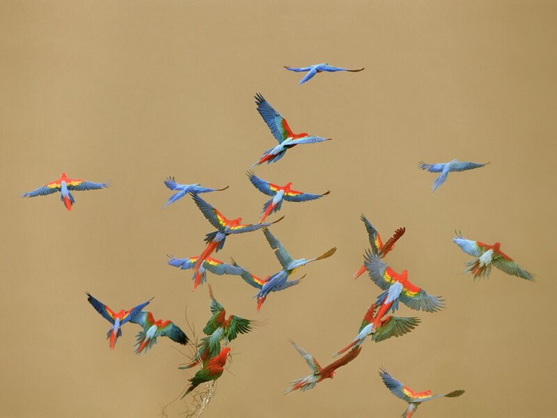 Flock of Macaws Flying