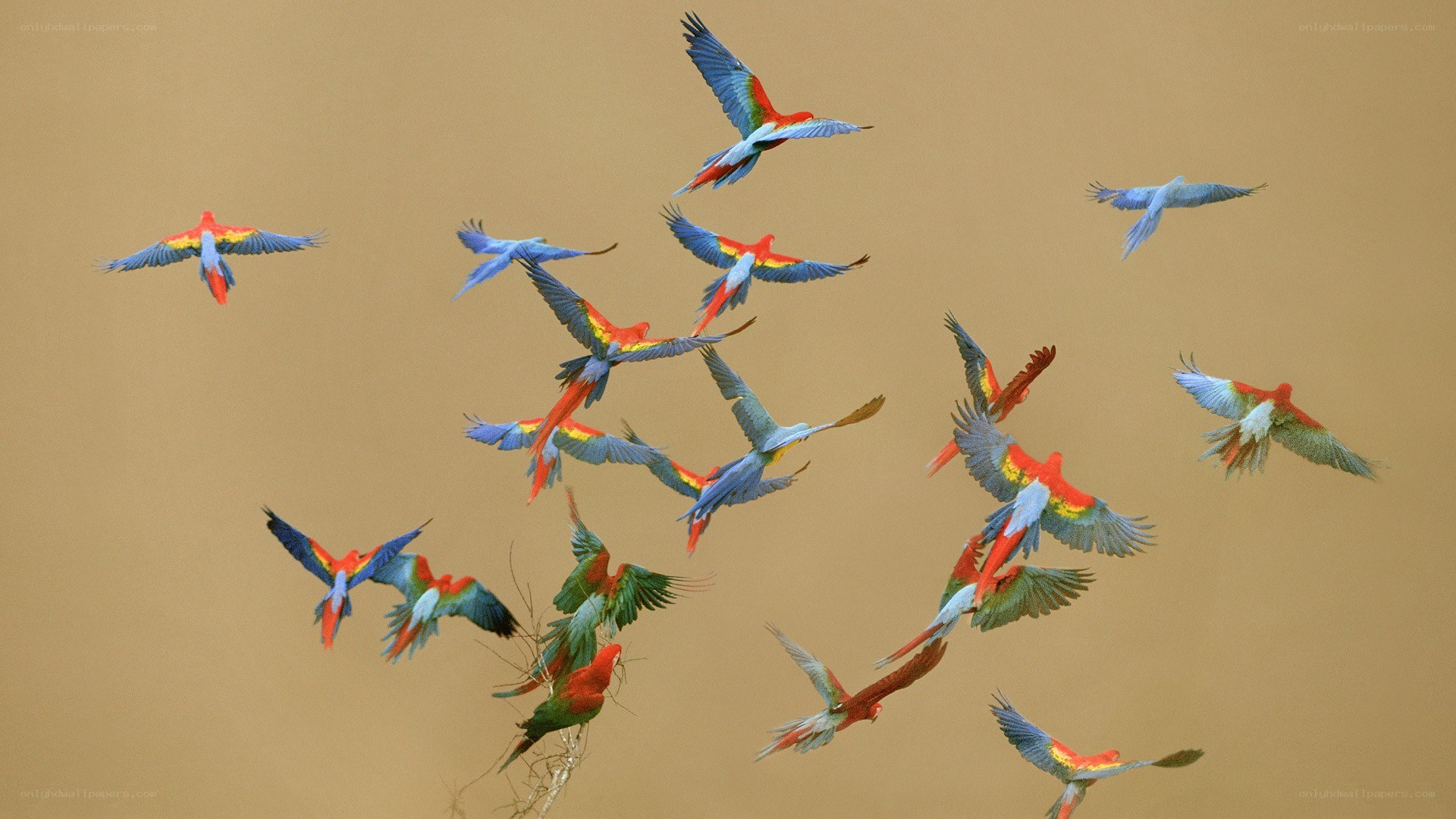 flock of macaws in flight