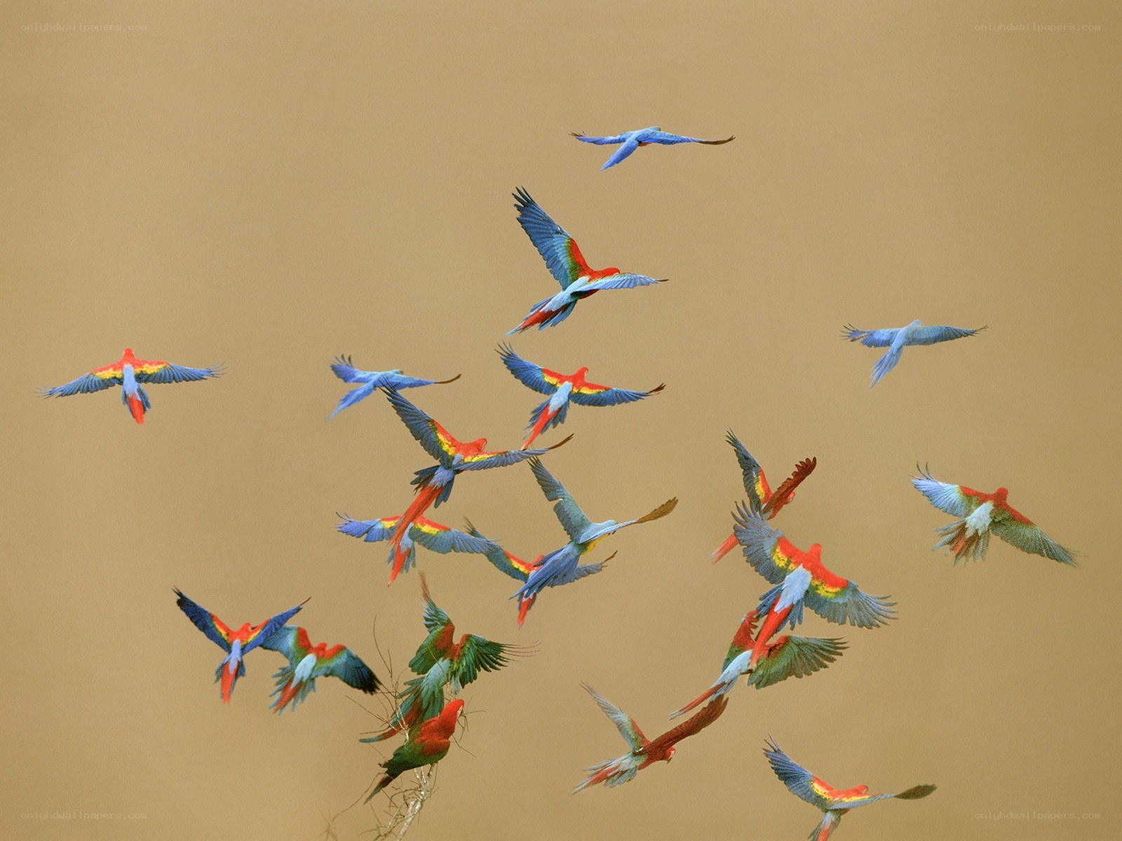 flock of macaws in flight