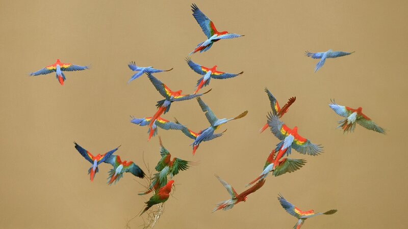 Flock of Macaws in Flight — Red, Dynamic