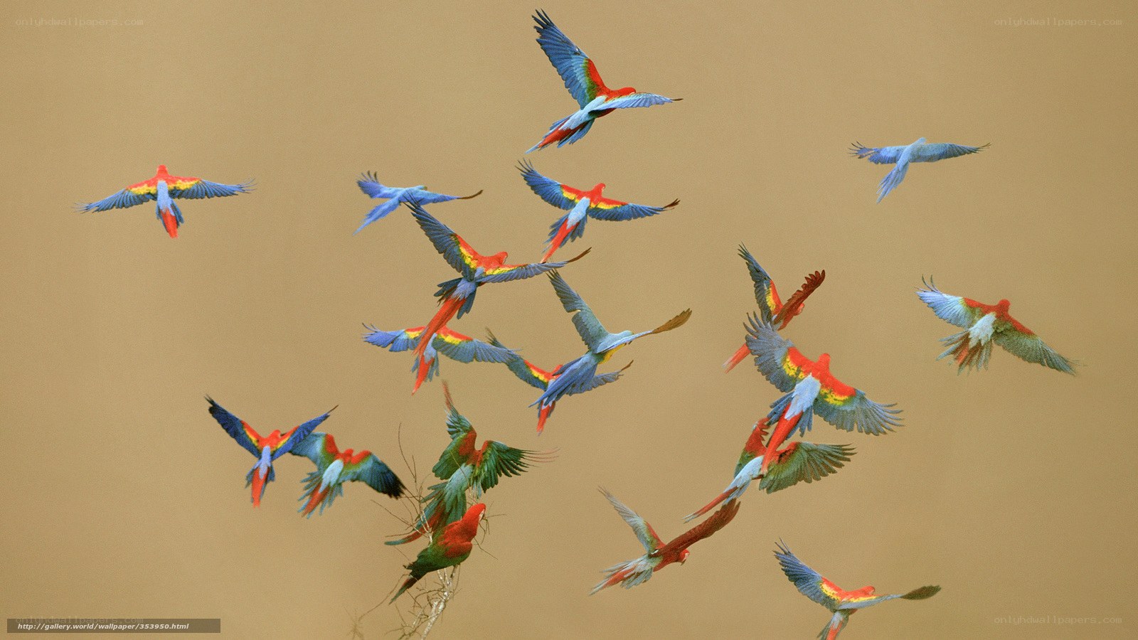 Flock of macaws in flight