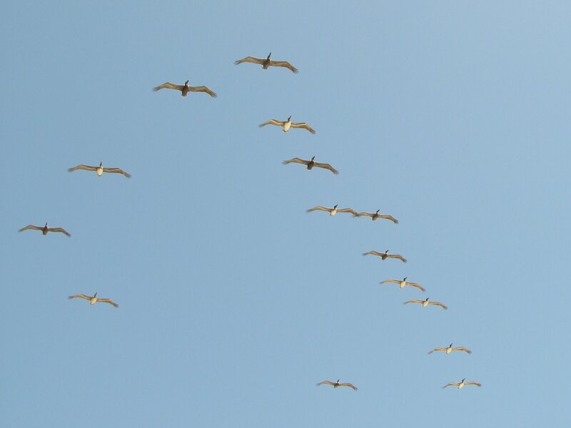 Flock of Pelicans Flying