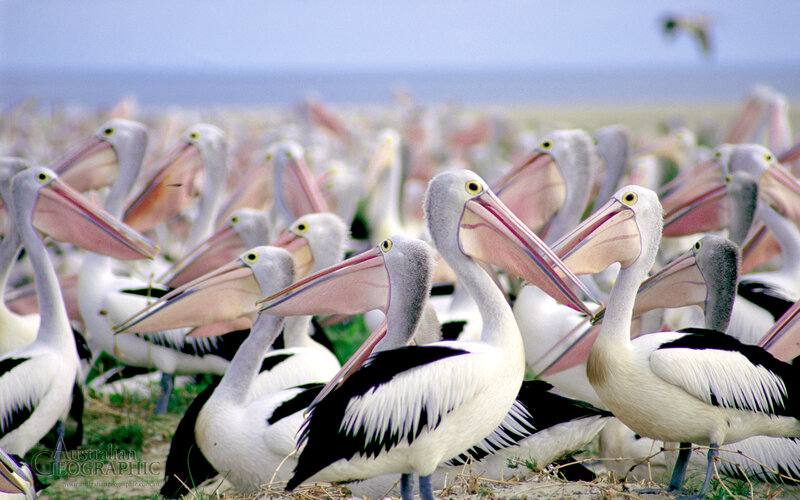 Flock of Pelicans