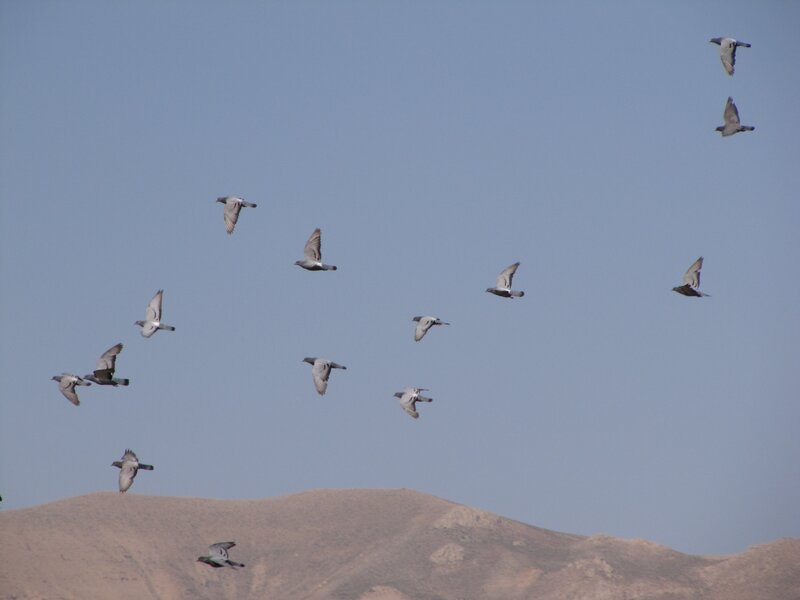 flock of pigeons flying