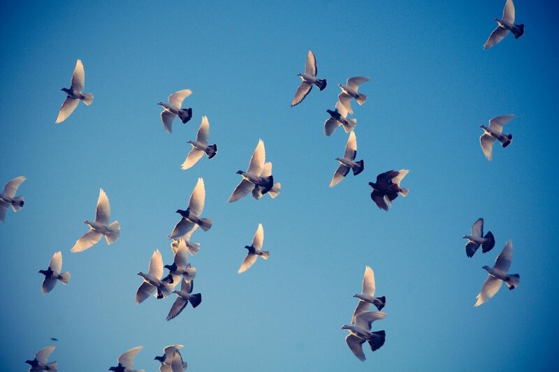 Flock of Pigeons Flying — Blue