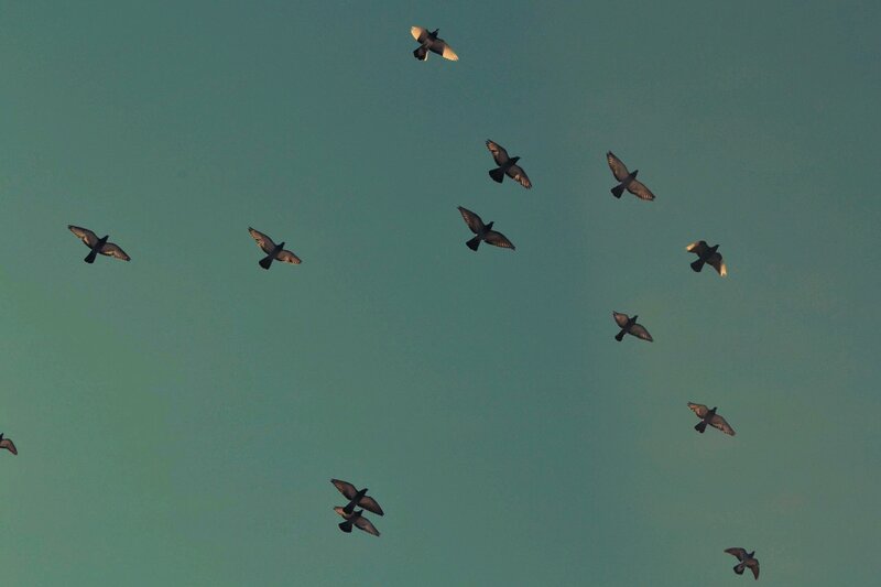 Flock of Pigeons Flying — Teal