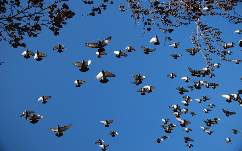 flock of pigeons flying