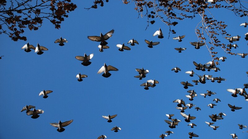 flock of pigeons in blue sky