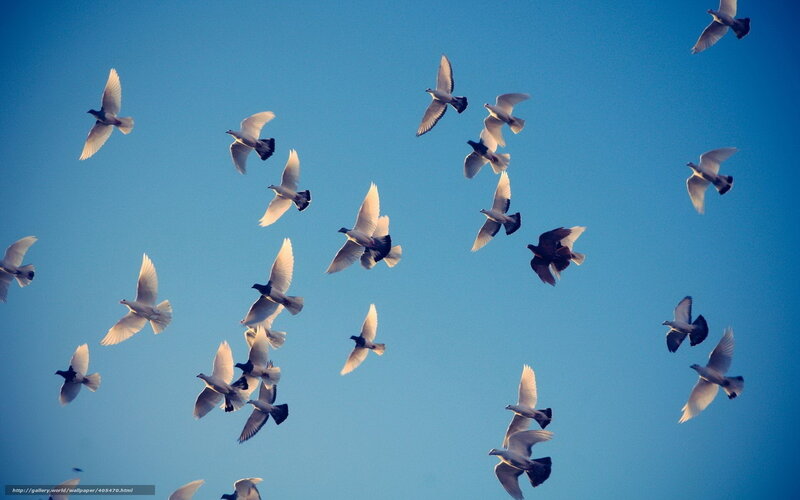 flock of pigeons in blue sky