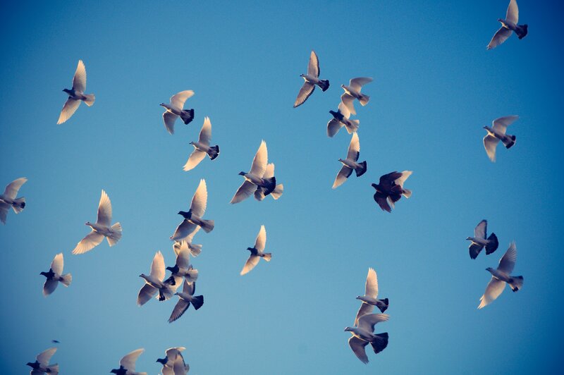 flock of pigeons in flight