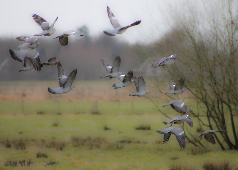 Flock of Pigeons in Flight — Green