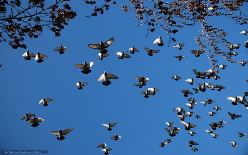 flock of pigeons in flight