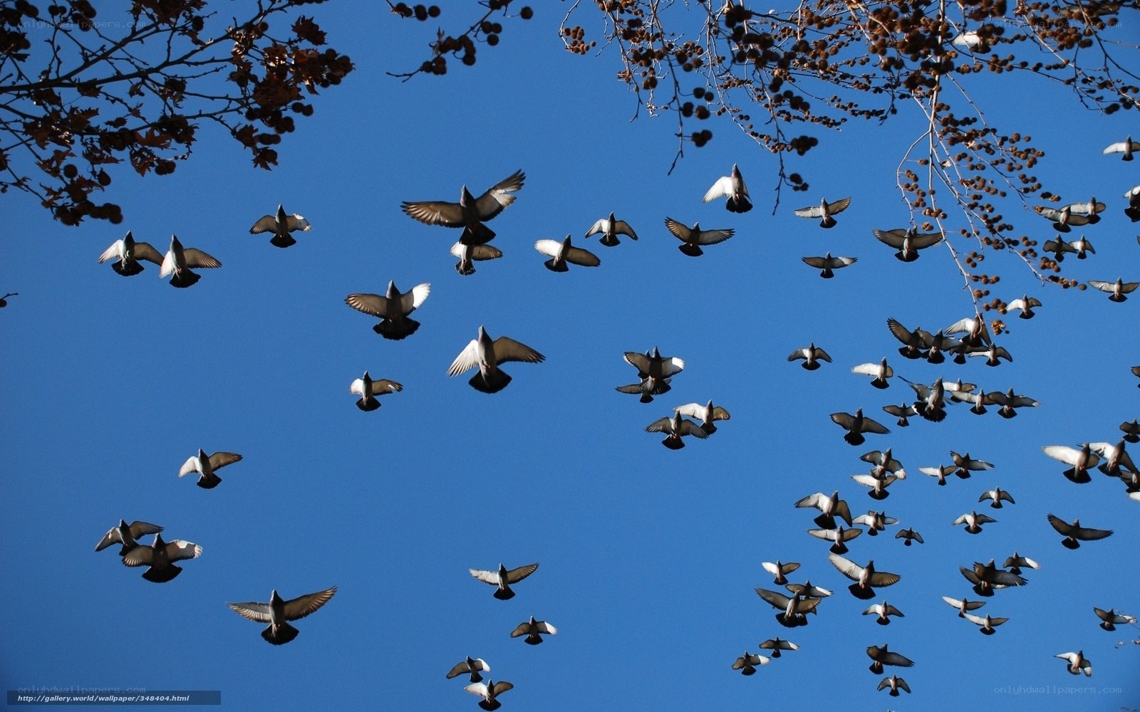 flock of pigeons in flight