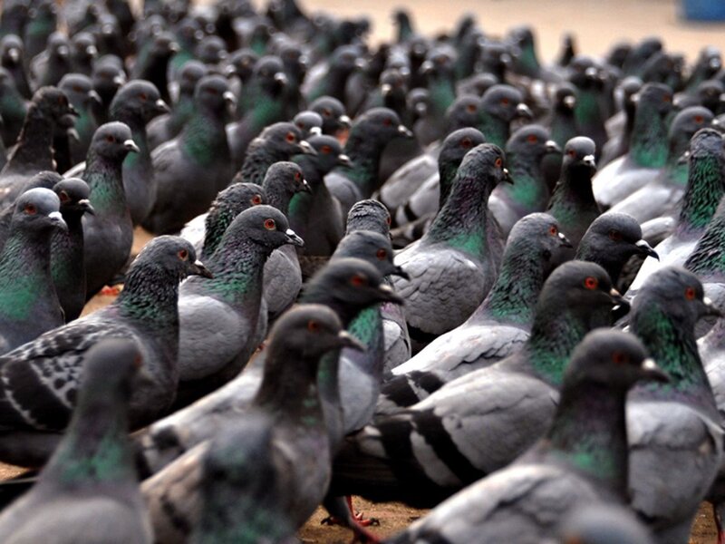 Flock of Pigeons