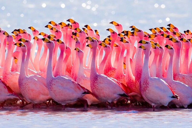 flock of pink flamingos