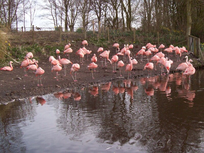 Flock of Pink Flamingos — Calm
