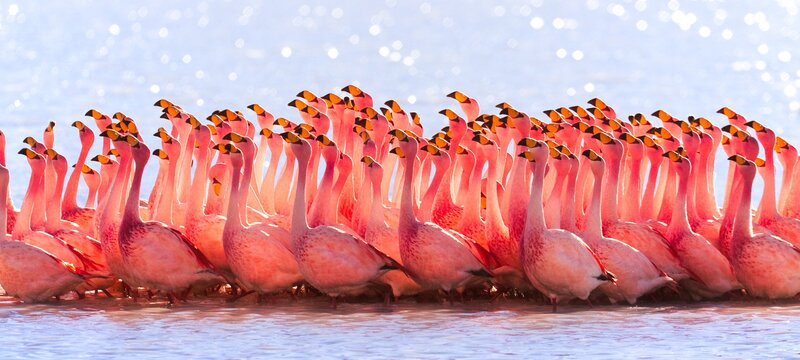 flock of pink flamingos