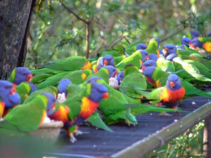 Flock of Rainbow Lorikeets