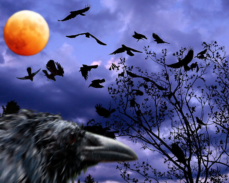 Flock of Ravens