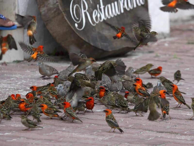 Flock of Red Birds — Active