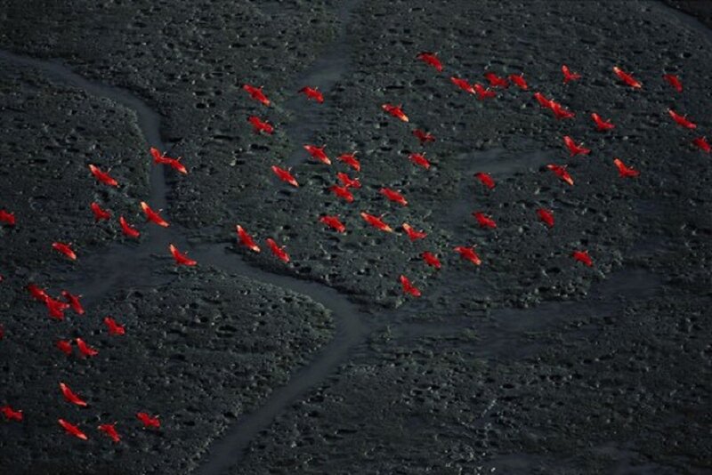 Flock of Red Birds — Dramatic