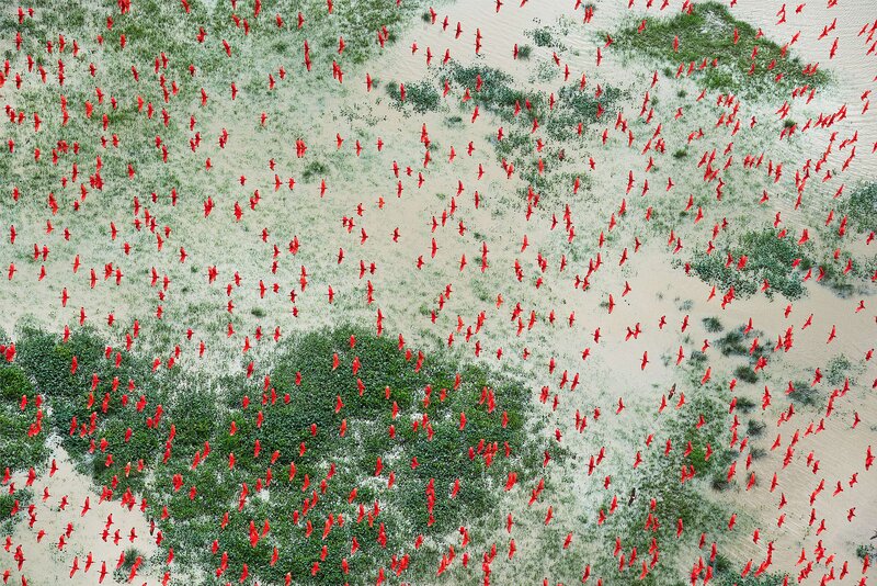 Flock of Red Birds — Dynamic