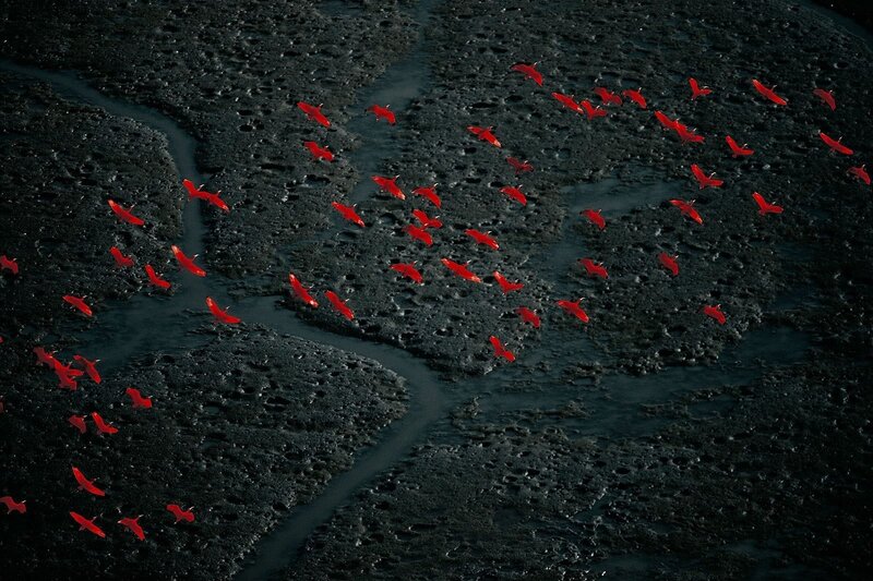 Flock of red birds flying