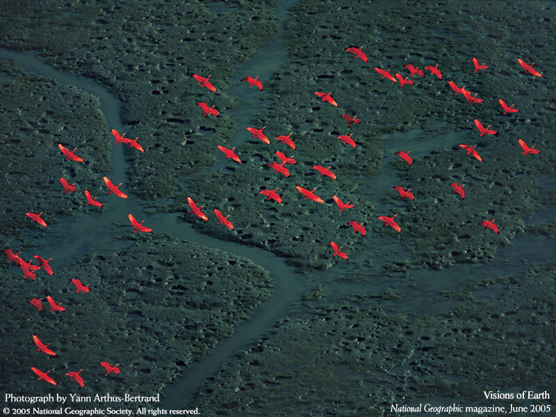 Flock of red birds over wetlands