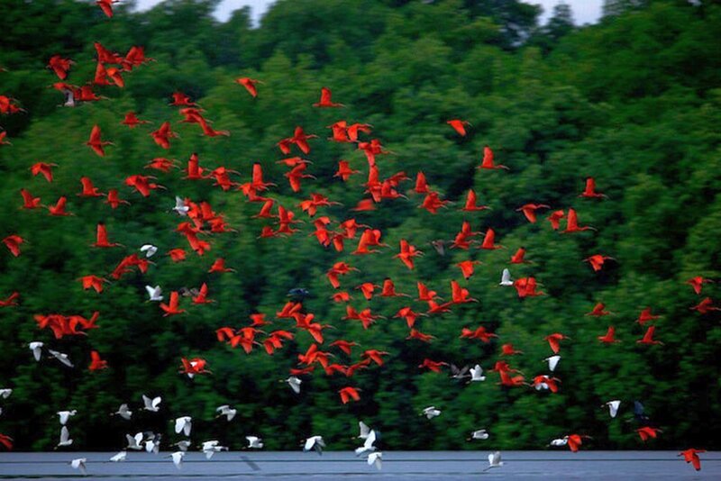 Flock of Red Birds