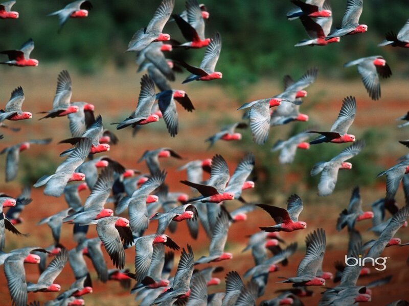 Flock of Red-capped Parrots