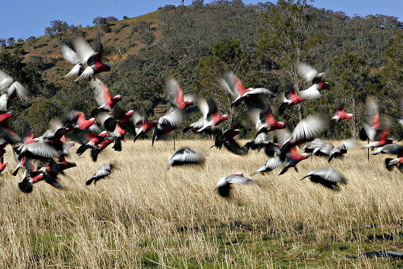 Flock of Red Cockatoos