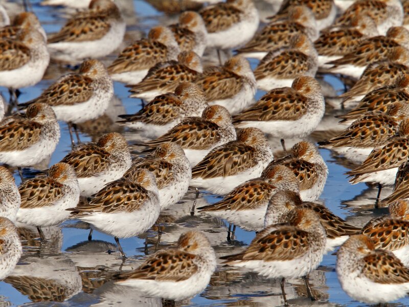 flock of sandpipers in water