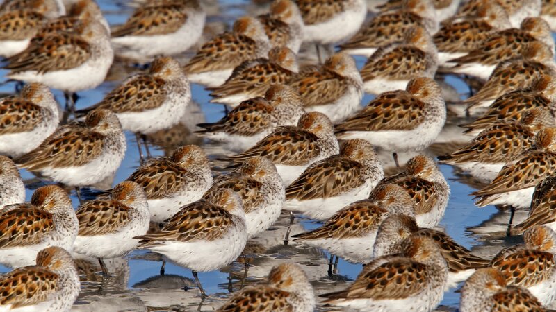 flock of sandpipers in water